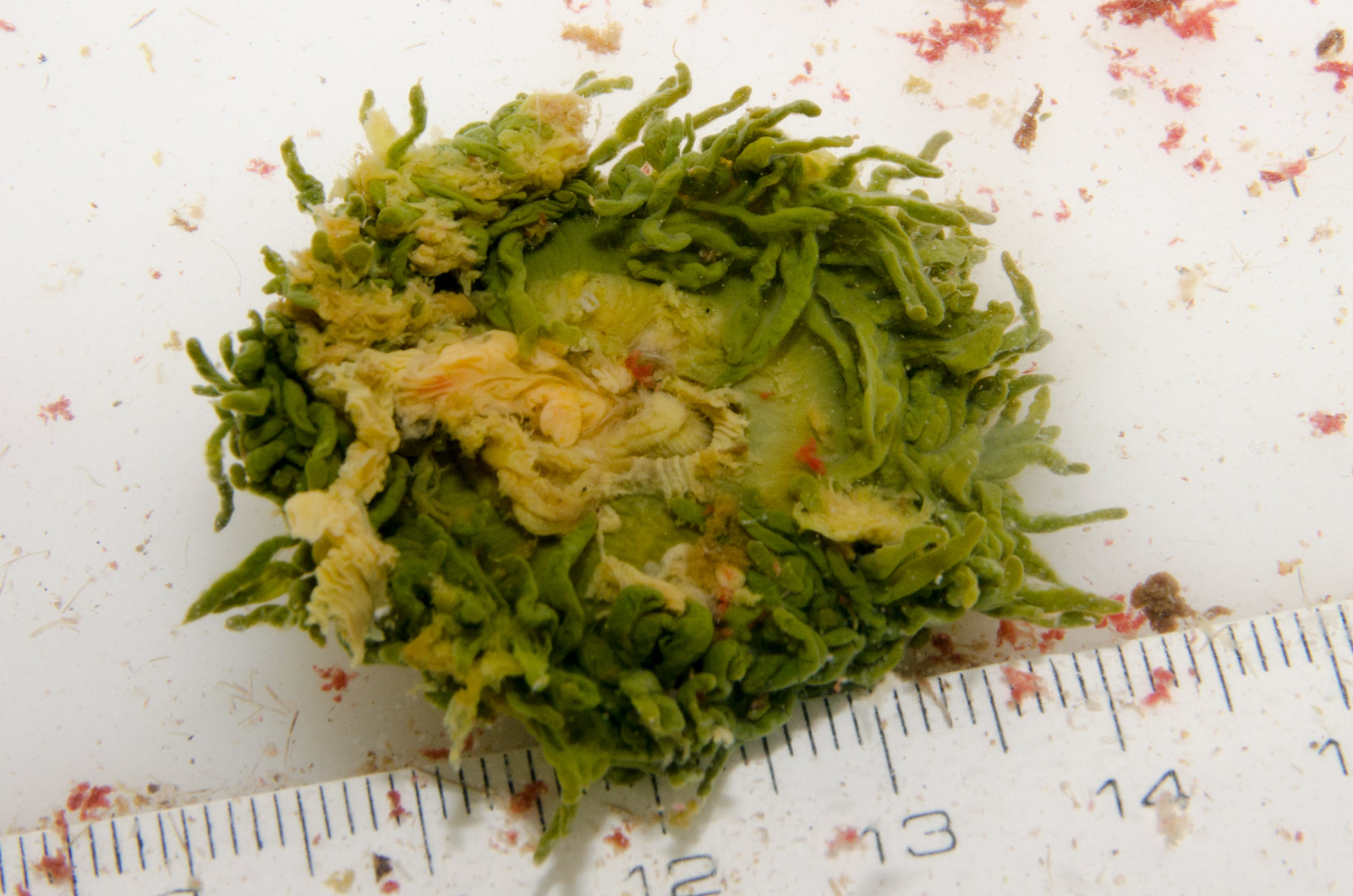 Anemonia viridis conservada en alcohol.
