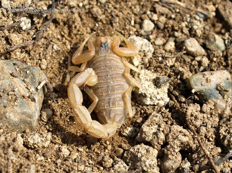 Buthus occitanus (Autor: Jordi Clavell)