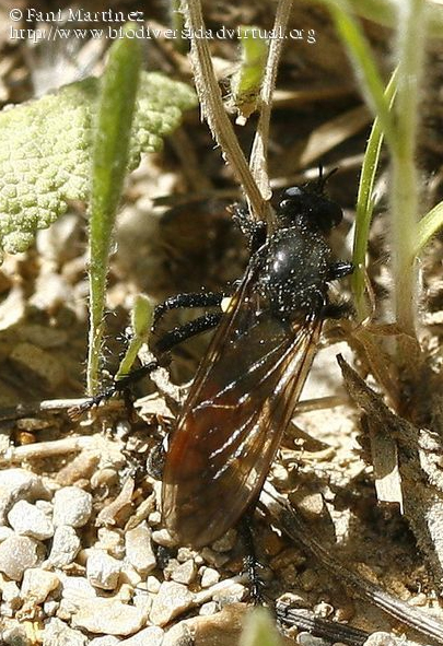 Dasyopogon diadema (Autora: Fani Martínez)