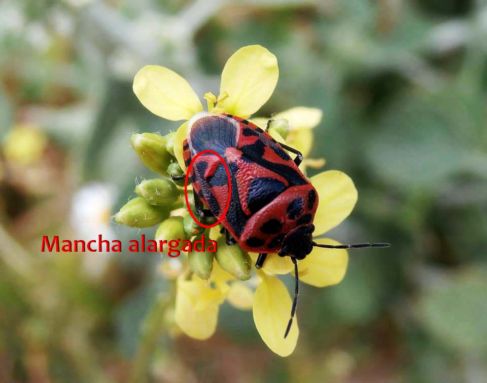Eurydema ornata (Autor: Adela Ortíz Álvarez)