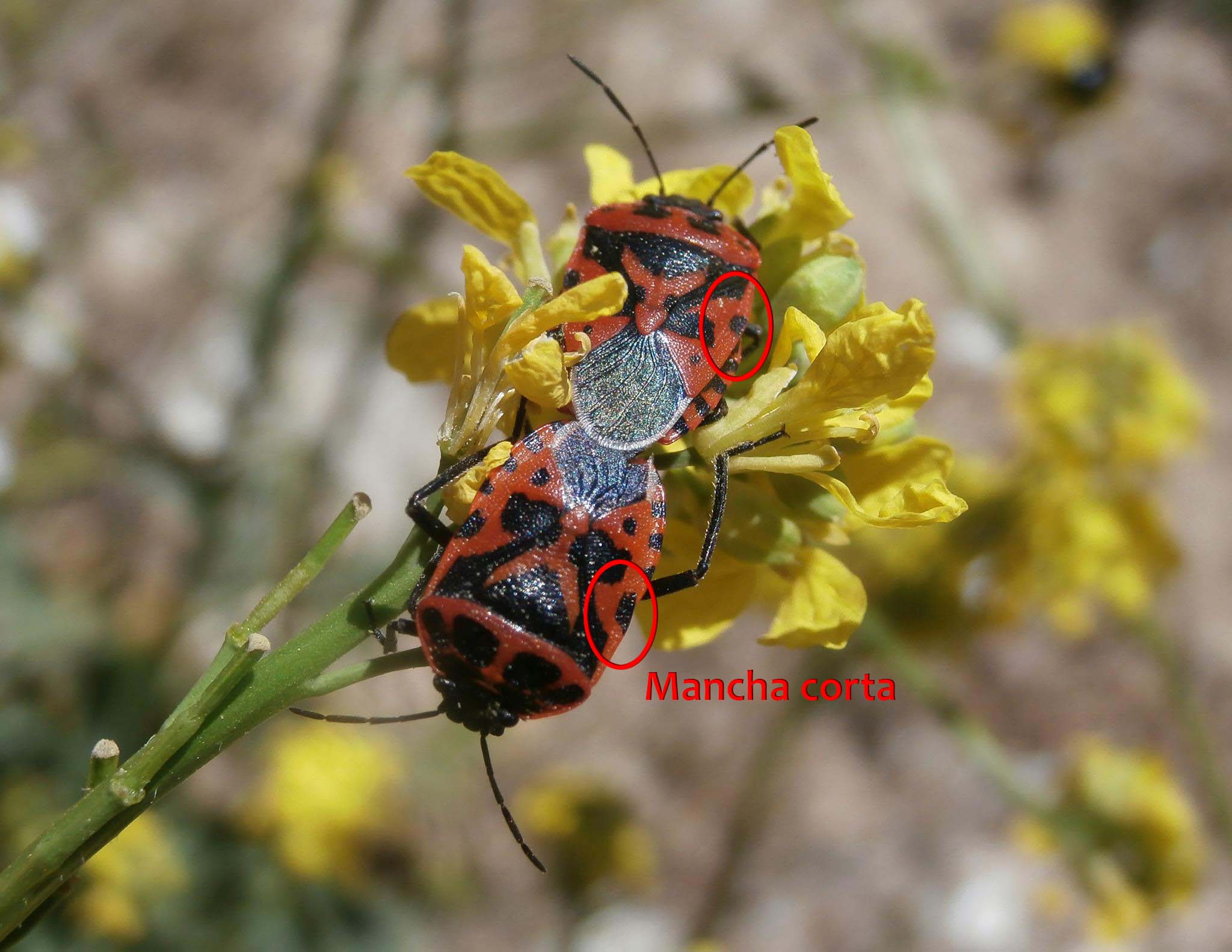 Eurydema ventralis (Autora: Adela Ortíz Álvarez)