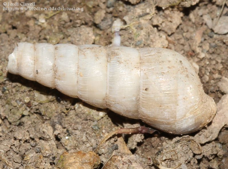 Rumina decollata (Autor: Jordi Clavell)